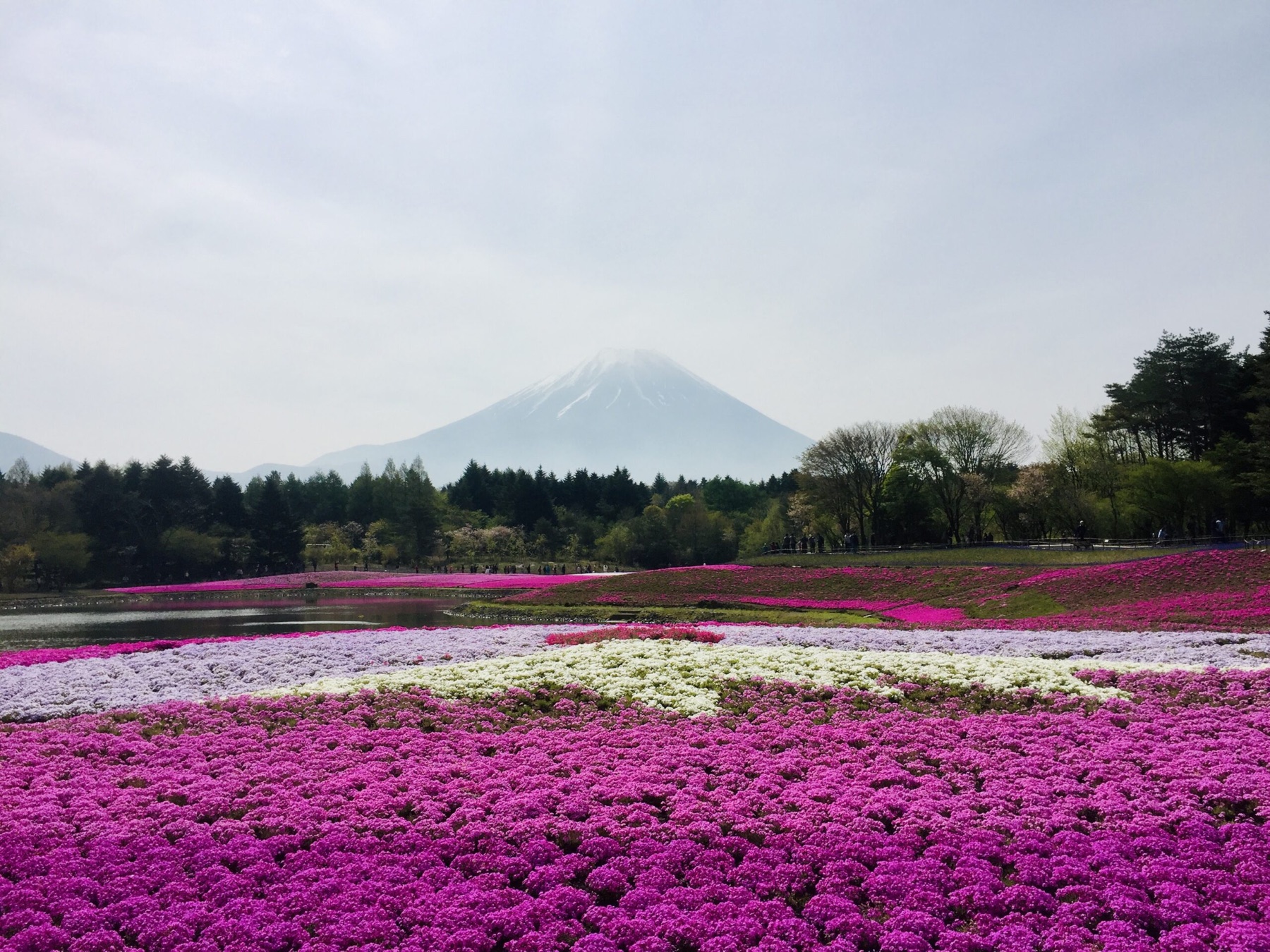 Field of pink flowers with mountain in the distance